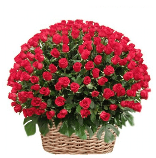 Hundred Roses Basket with long-stem red roses