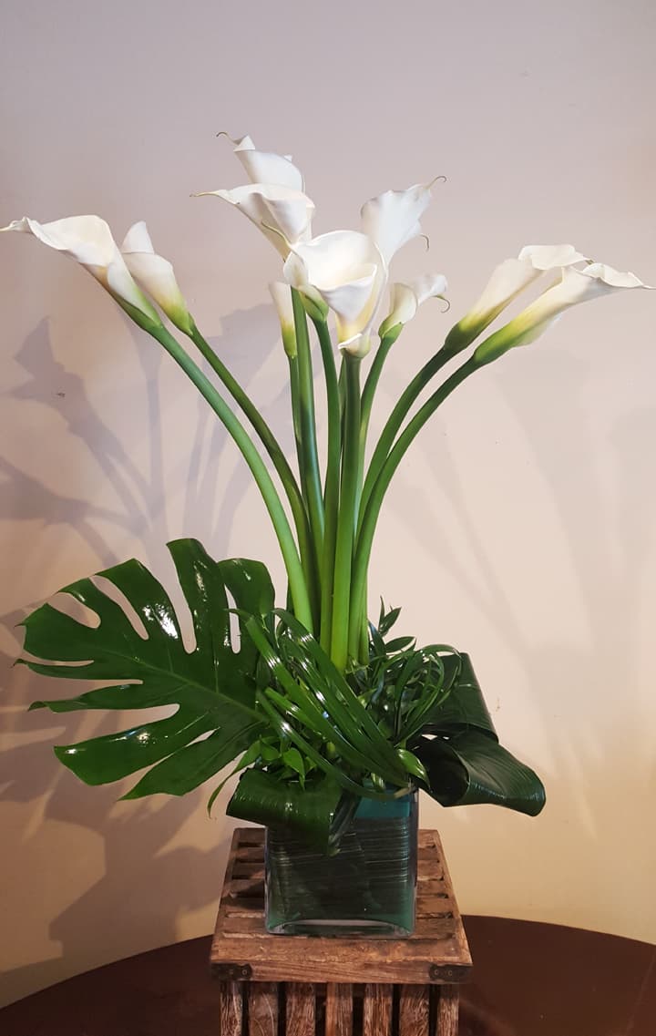 Plants & Orchids