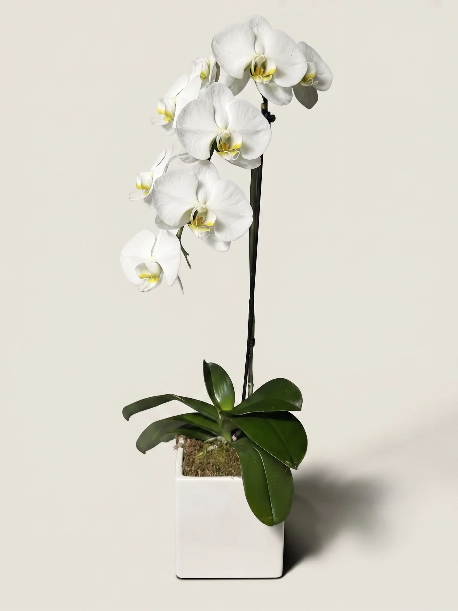 White phalaenopsis orchid, single stem, in a square white ceramic pot