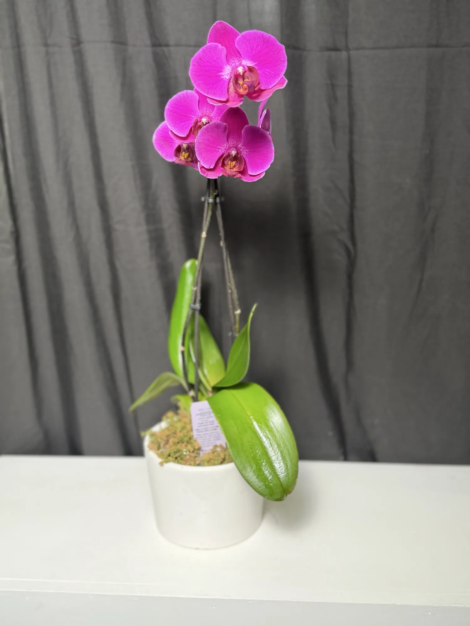 Fuchsia phalaenopsis orchid with two stems in a white cylinder pot