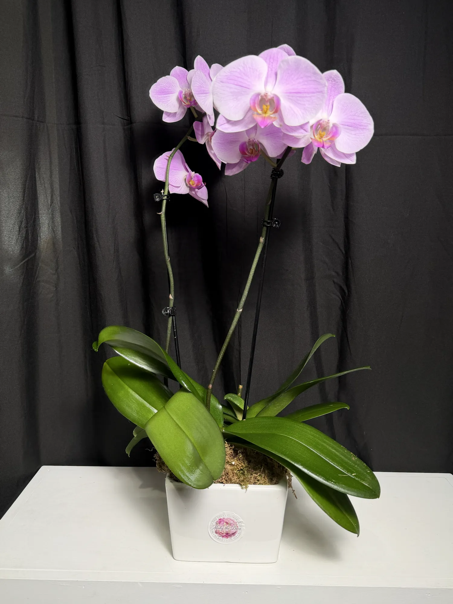 Soft pink phalaenopsis orchid with two stems in a square white ceramic pot