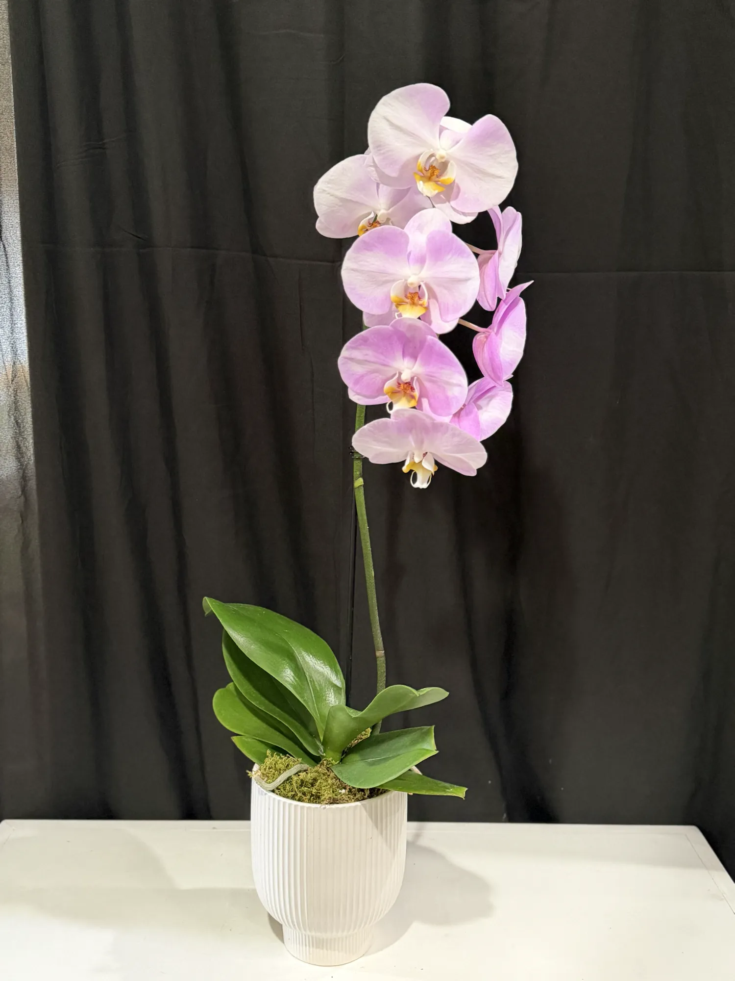Soft pink phalaenopsis orchid, single stem, in a fluted white pot